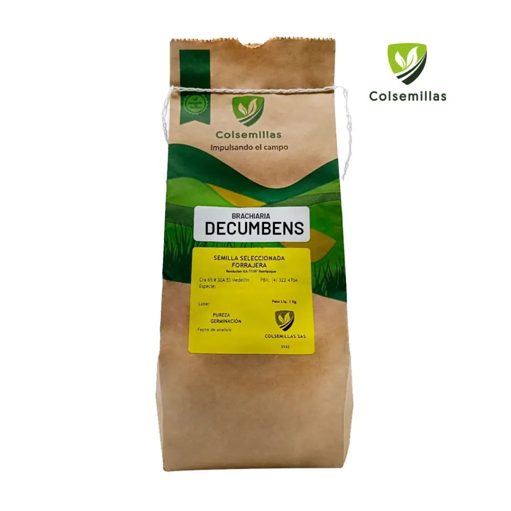 [COLSE-5] BRACHIARIA DECUMBENS BASILISK INCRUSTADA