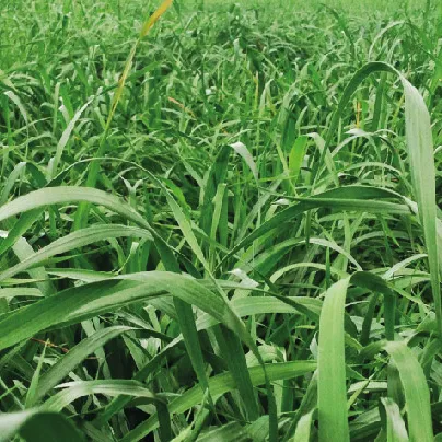 [IMP-36] MAGNUM X 22.7 KG