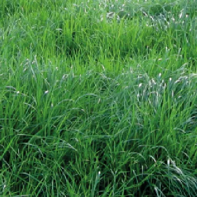 [IMP-39] AMAZON X 22.7 KG.