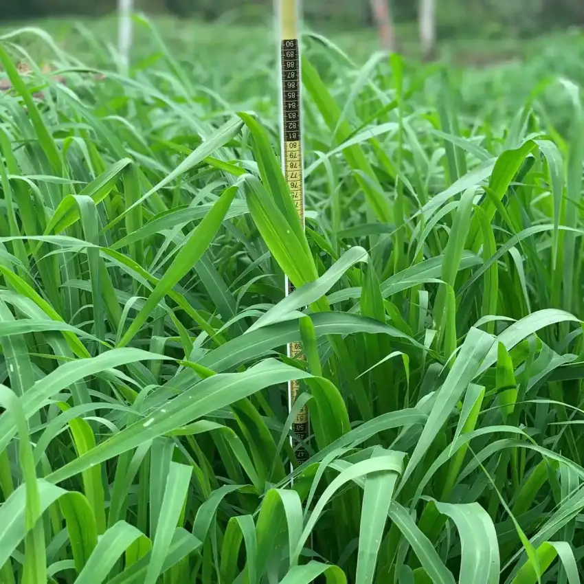 [SAE-75] PANICUM MAXIMUM AGROSAVIA SABANERA Incrustada