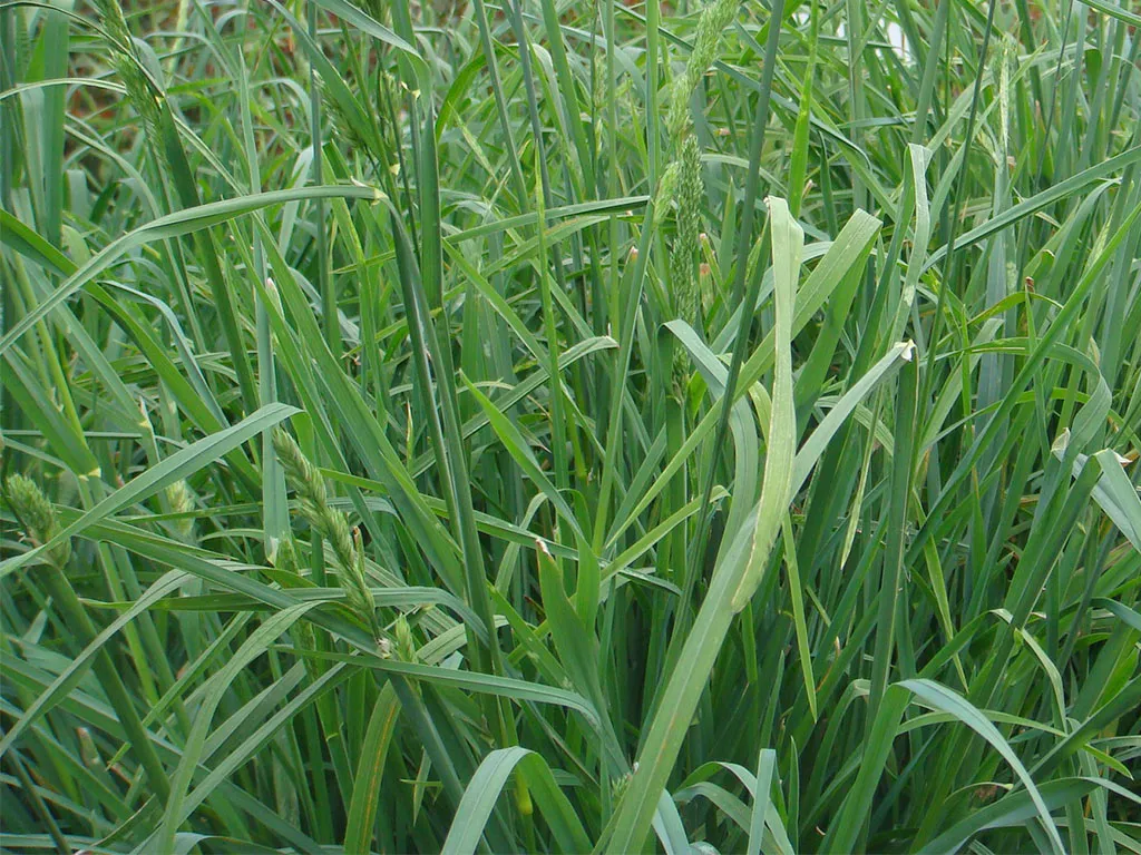 [SAE-122] PASTO AZUL ORCHORO X BULTO 33 LB